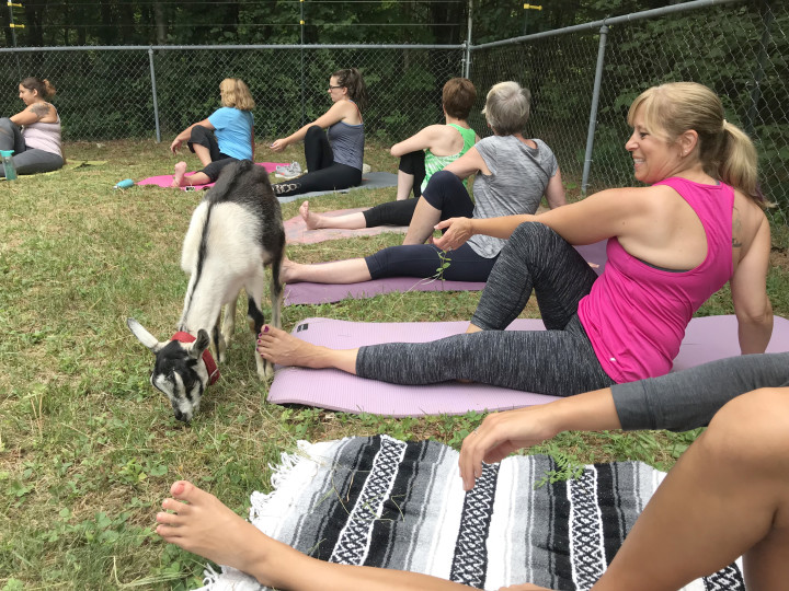 Lynn goat yoga